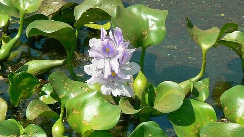 EICHHORNIA
